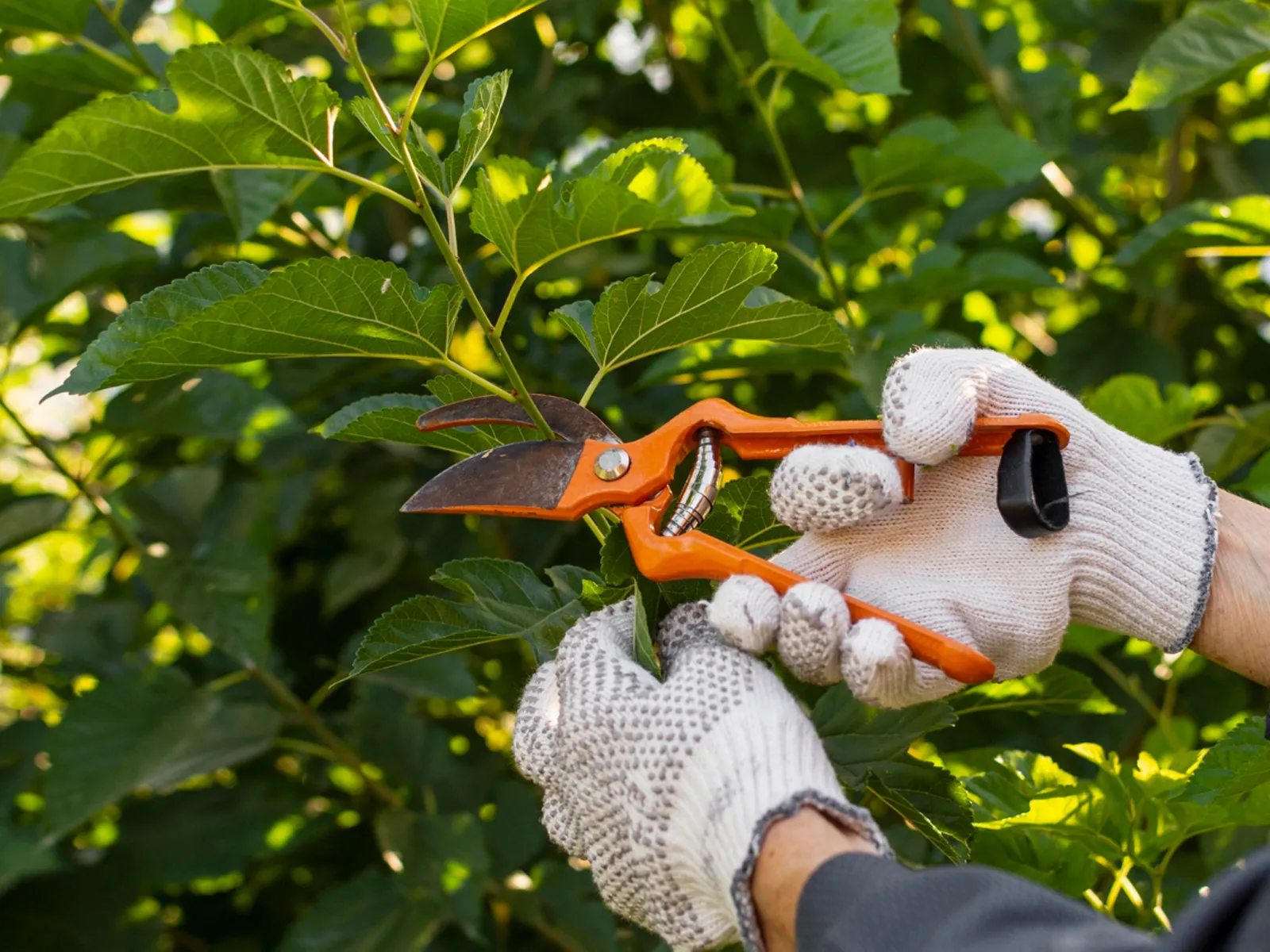 Фото: freepik.com