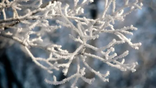 Крещенские морозы придут в столичный регион – синоптики