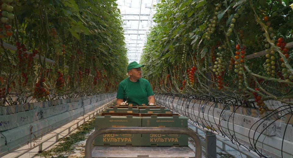 Более 70 тысяч тонн овощей собрали в подмосковных теплицах за полгода
