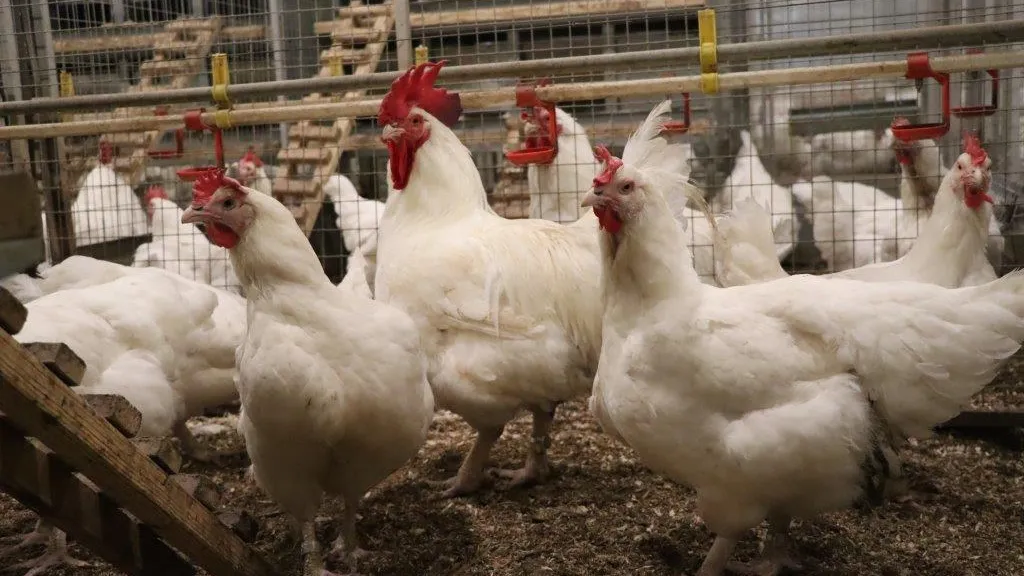 пресс-служба губернатора и правительства Московской области