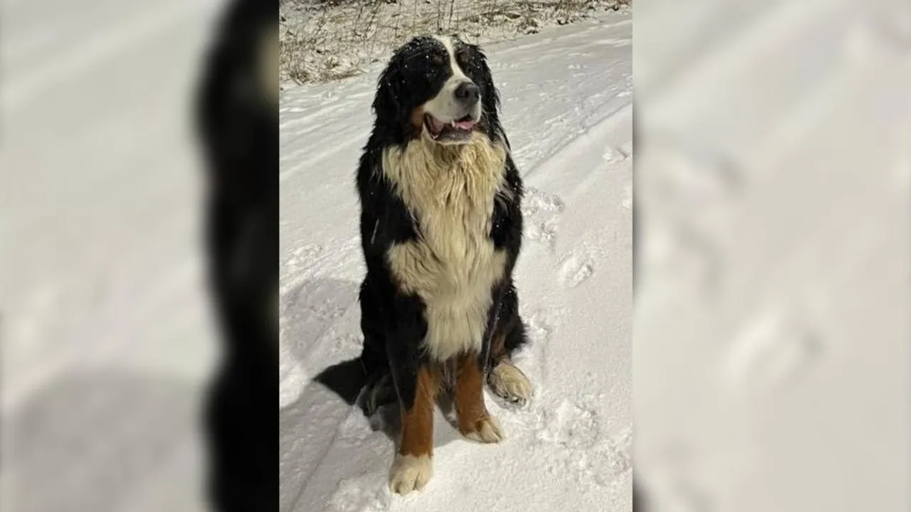 vk.com/Электрогорск