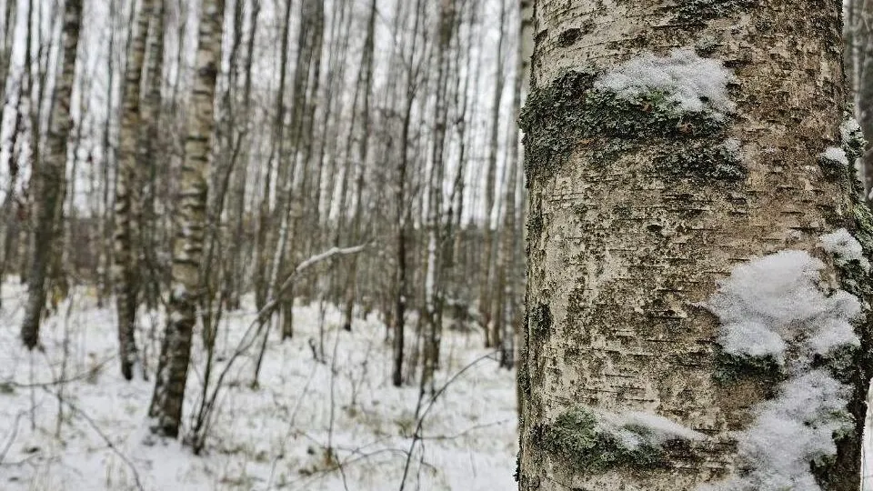 Фото: Министерство экологии и природопользования МО