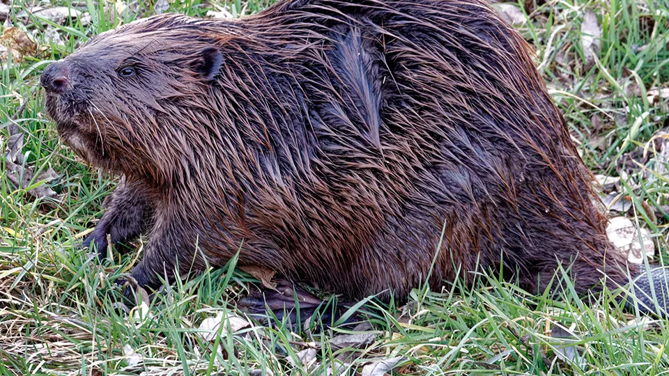 Фото: сommons.wikimedia/Holger Uwe Schmitt