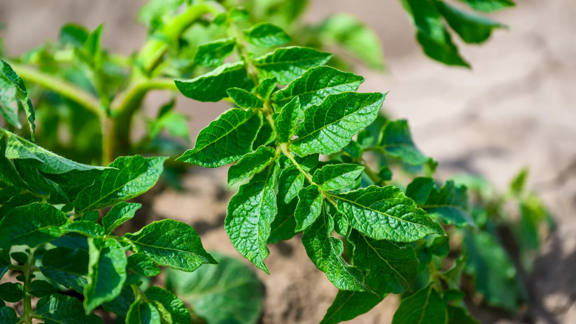 медиасток.рф