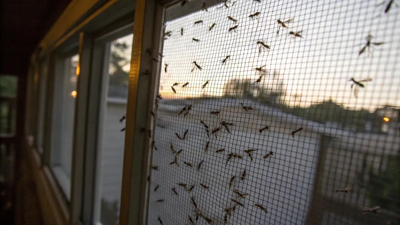 Упитанные и невоспитанные: полчища комаров захватывают квартиры в многоэтажках Химок