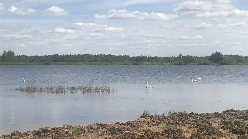 По вине жителя Клина водоем с редкими лебедями деградирует на глазах