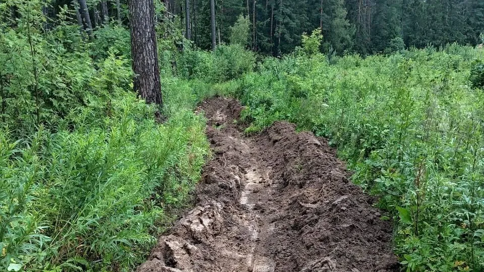 Фото: Звенигородский филиал ГАУ МО «Мособллес»
