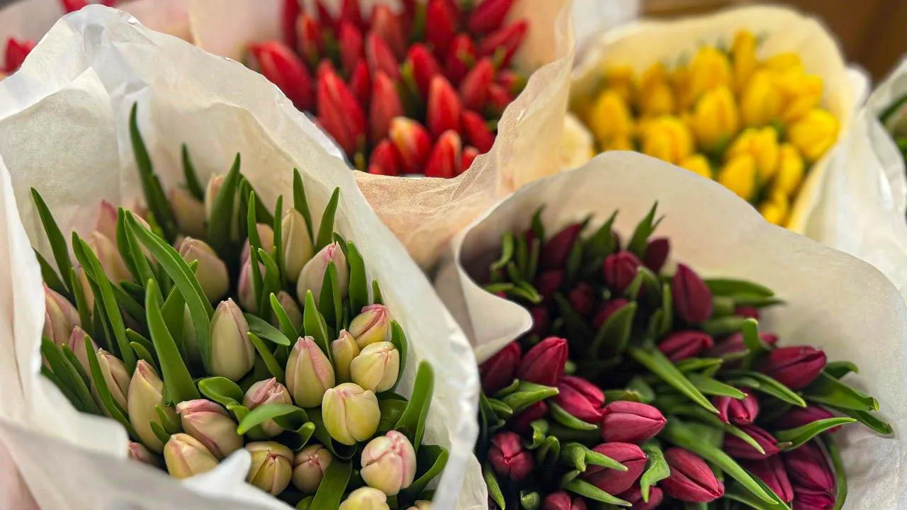 REGIONS/Дарина Левкина