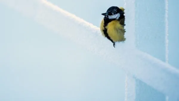 Пик похолодания в столичном регионе придется на середину недели