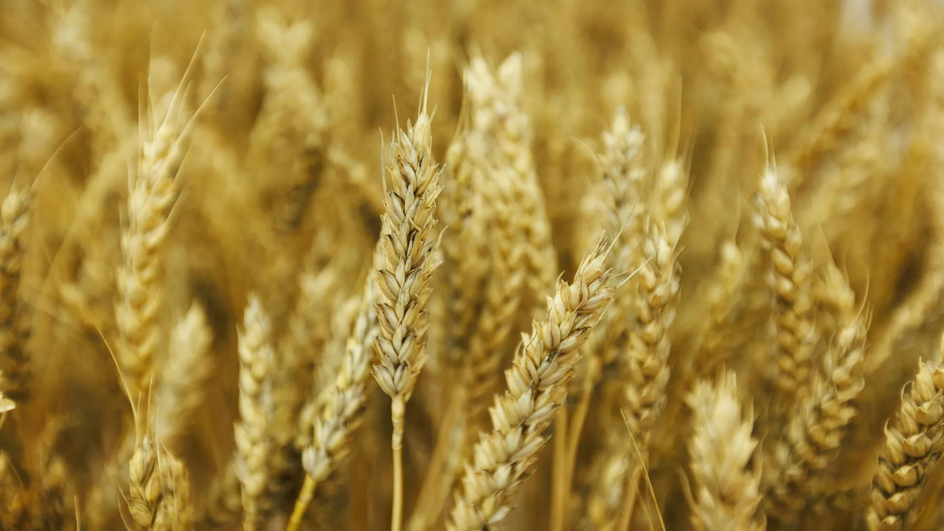 медиасток.рф