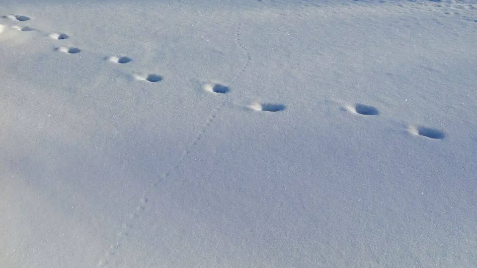 Фото: пресс-служба нацпарка «Лосиный остров»