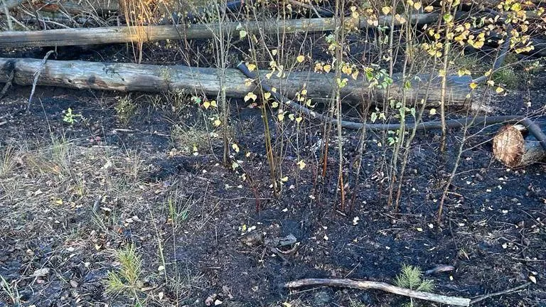 Комитет лесного хозяйства Московской области