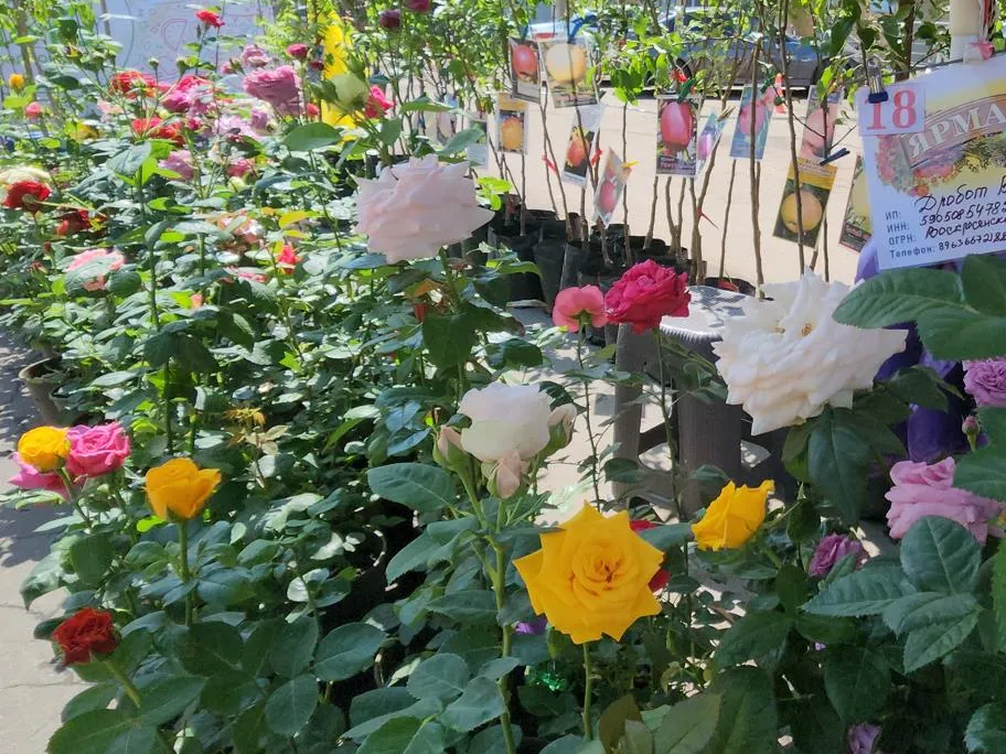 Фото: REGIONS/Артем Мишуков