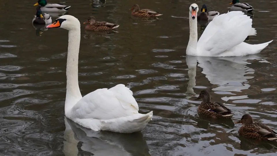 Фото: пресс-служба администрации г.о. Долгопрудный