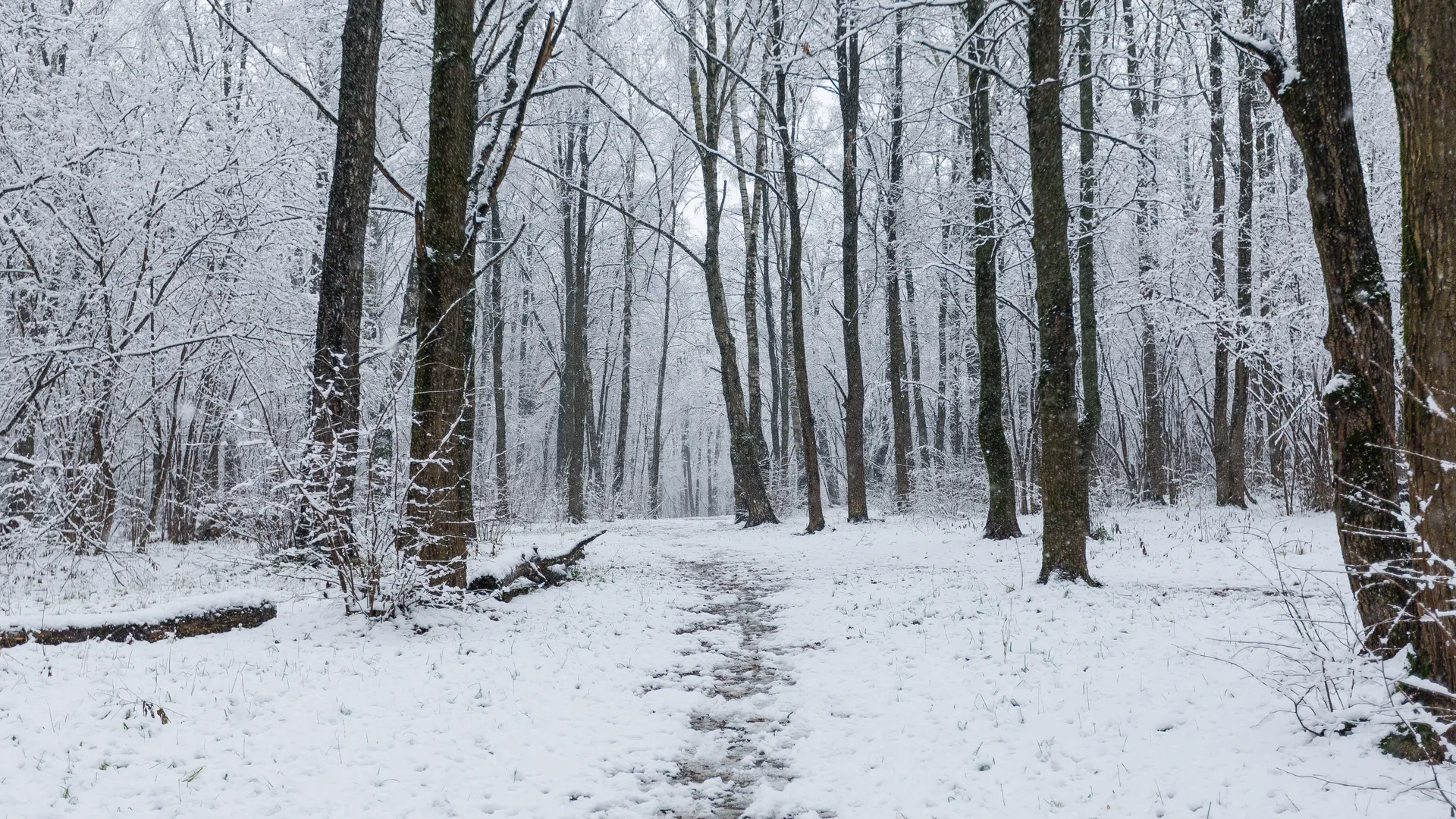 Наглый «подрез»: в парке «Лосиный остров» микрозверь едва не «сбил» хозяина леса