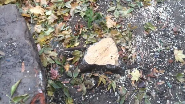 УК в Домодедово оштрафовали за срубленные деревья
