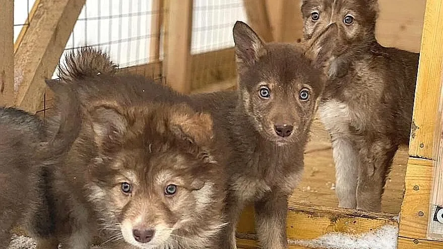 Фото: Подслушано Павловская Слобода Official / ВКонтакте