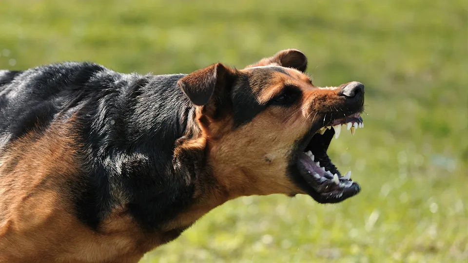 Фото: istockphoto.com/YuriyGreen