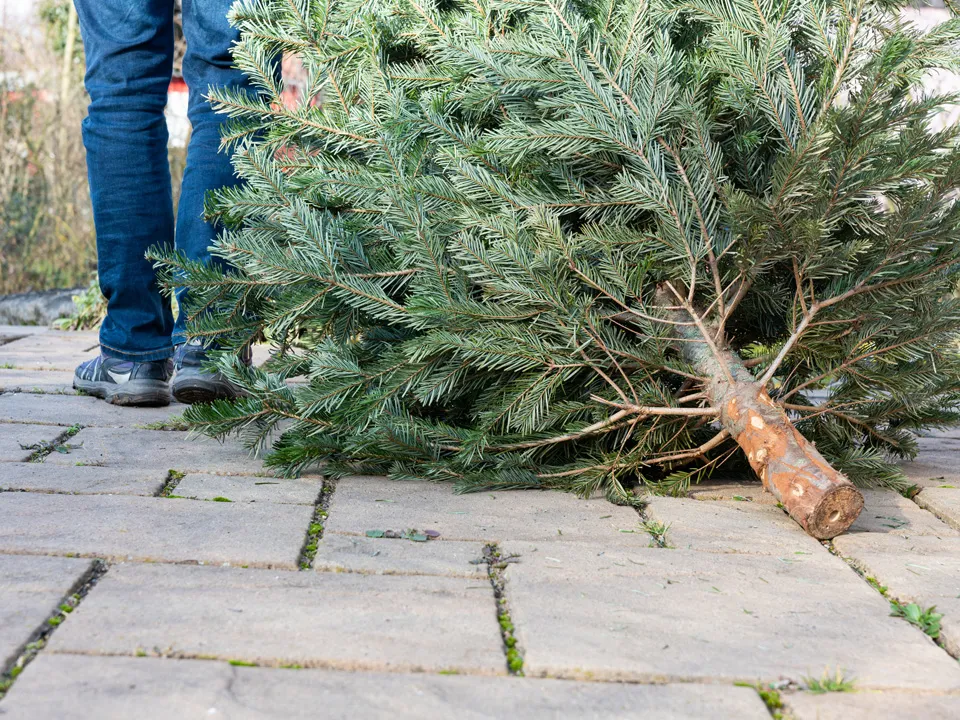 Фото: istockphoto.com/SKatzenberger