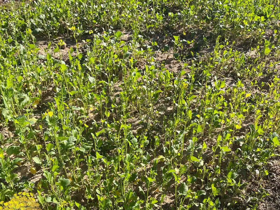 Горчица, готовая к перекопке.&nbsp;Фото: личный архив Марии Хилько