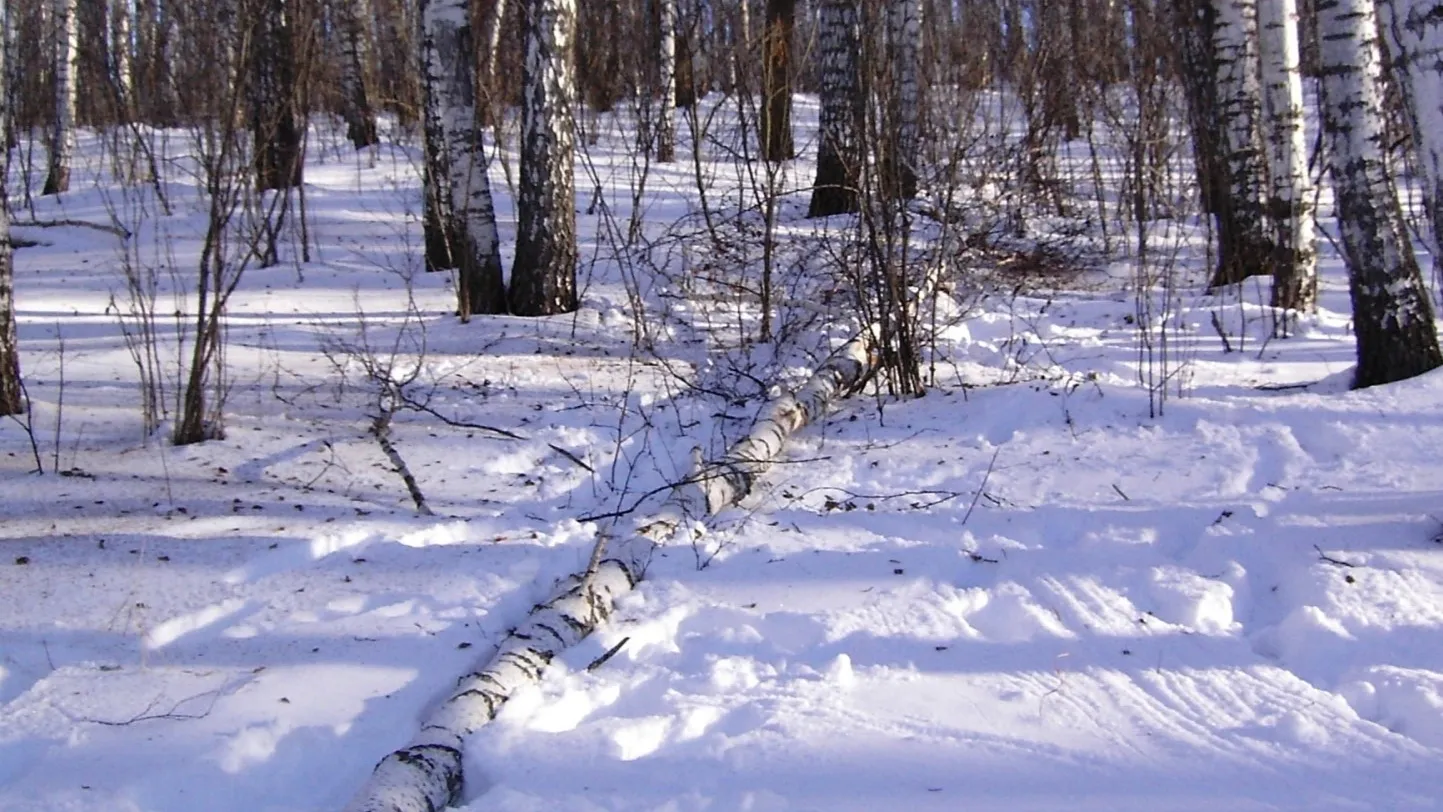 Фото: Комитет лесного хозяйства Московской области