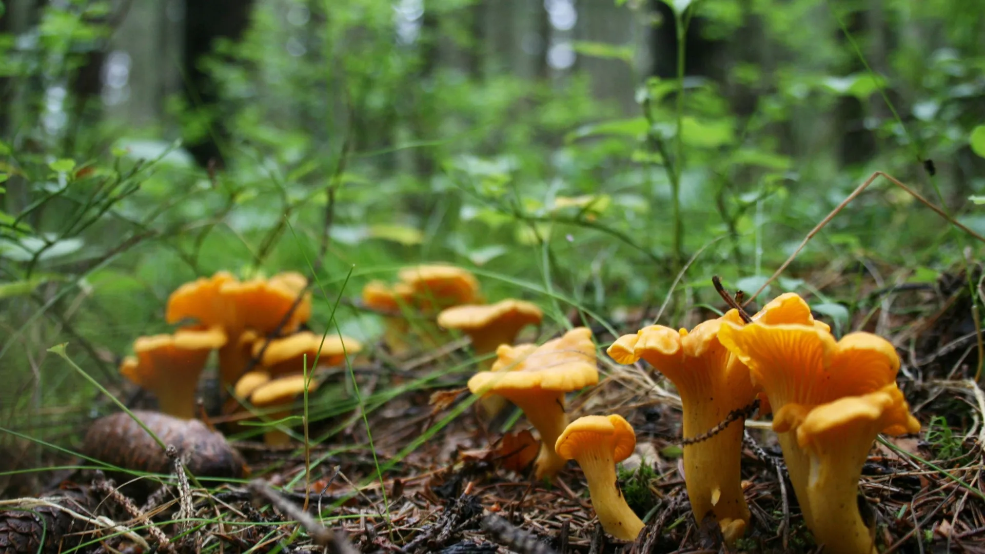 Фото: vk.com/Грибники Подмосковья