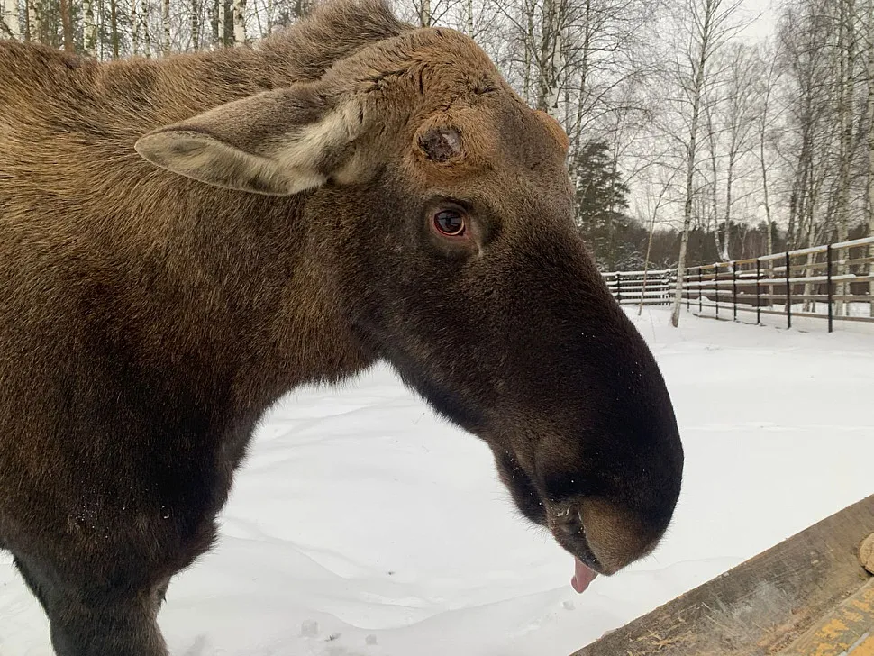 Фото: losinyiostrov.ru