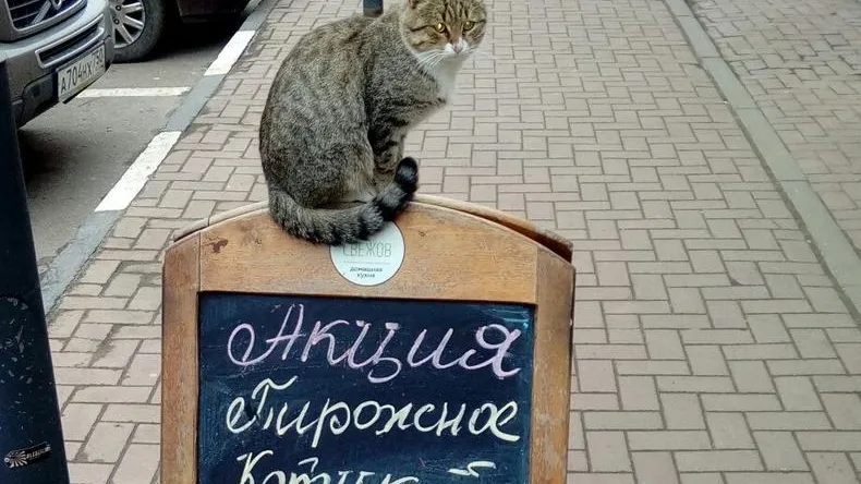 Уличный кот провел пиар-акцию самого себя в Ивантеевке