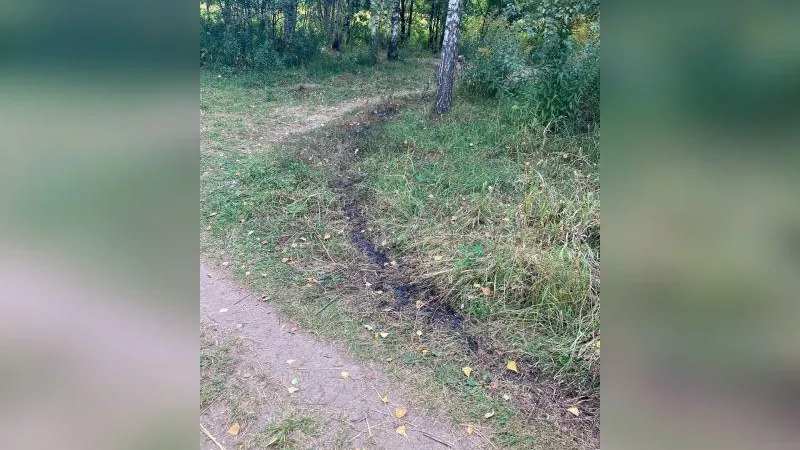 Туристы предотвратили поджог леса около усадьбы в городском округе Красногорск