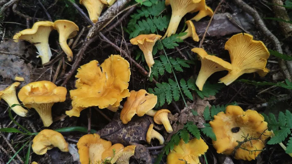 Фото: МедиаБанк Подмосковья/Владимир Киселев