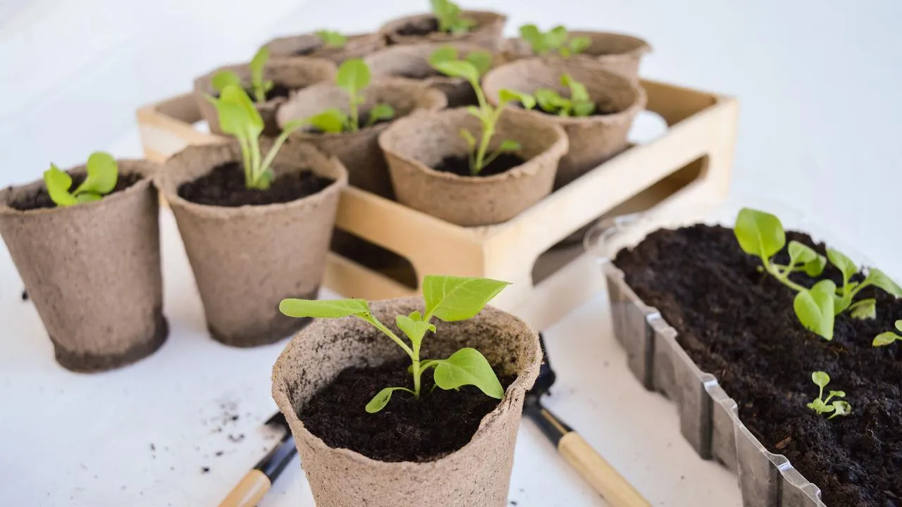 istockphoto.com/Irina Starikova