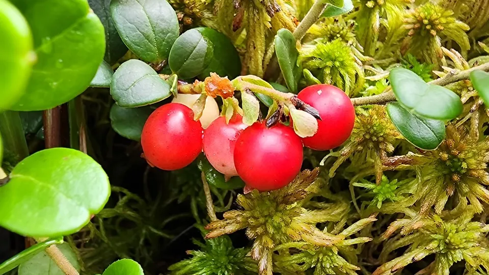 Фото: МедиаБанк Подмосковья/Михаил Мартыненко