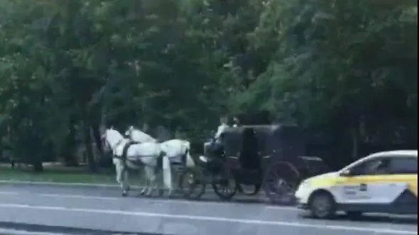 Карета с лошадьми на улице города вызвала восторг жителей Реутова