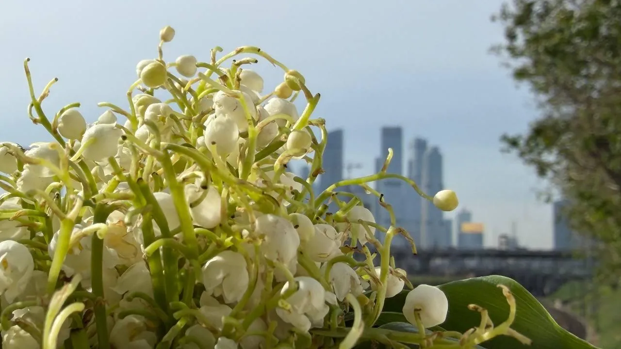 Жара сохранится в Московском регионе