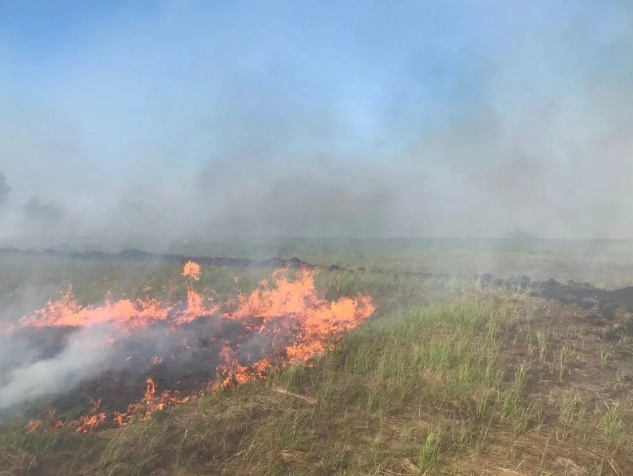 Фото: vk.com/Дружина охраны природы МГУ