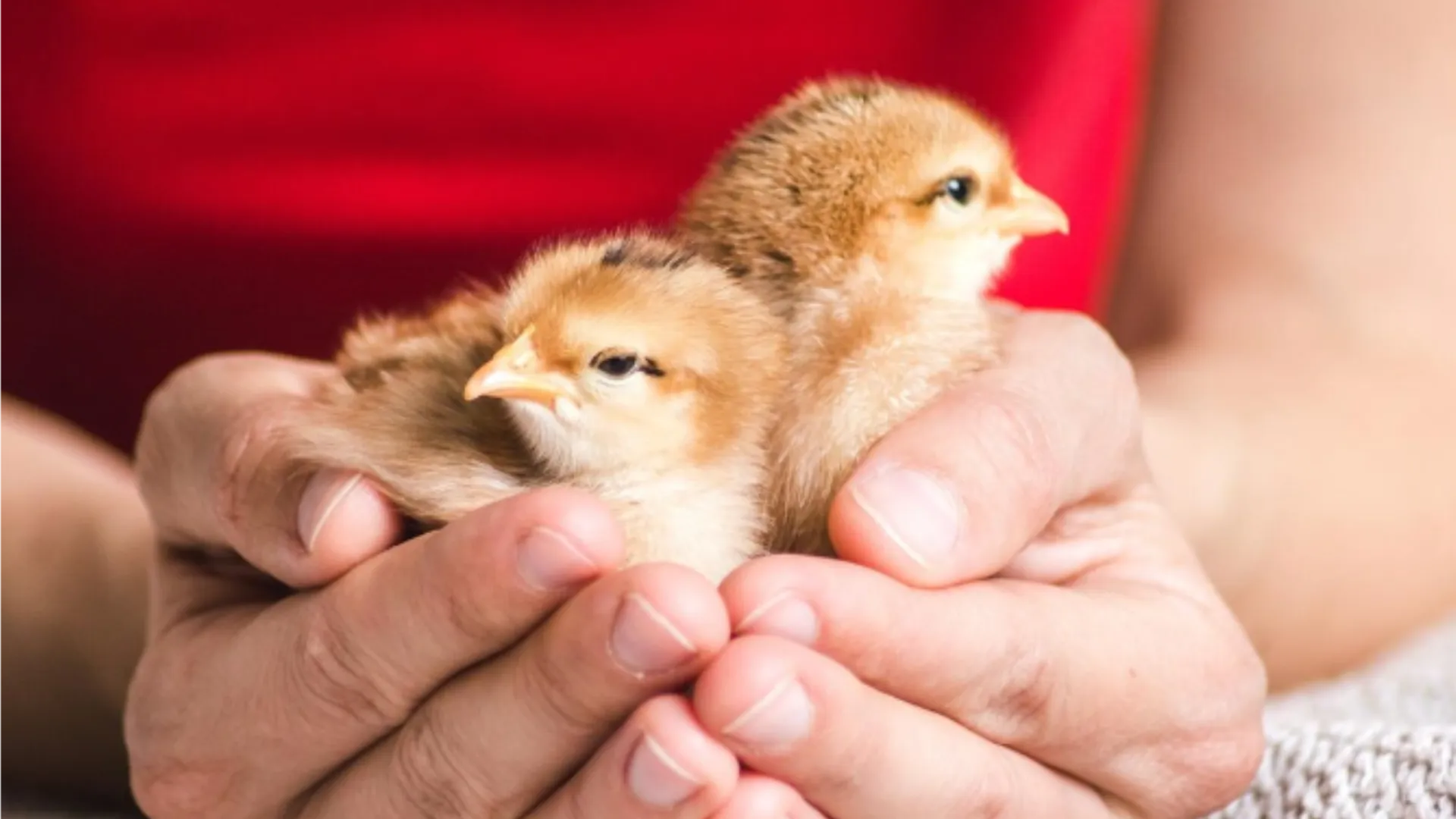 Фото: freepik.com