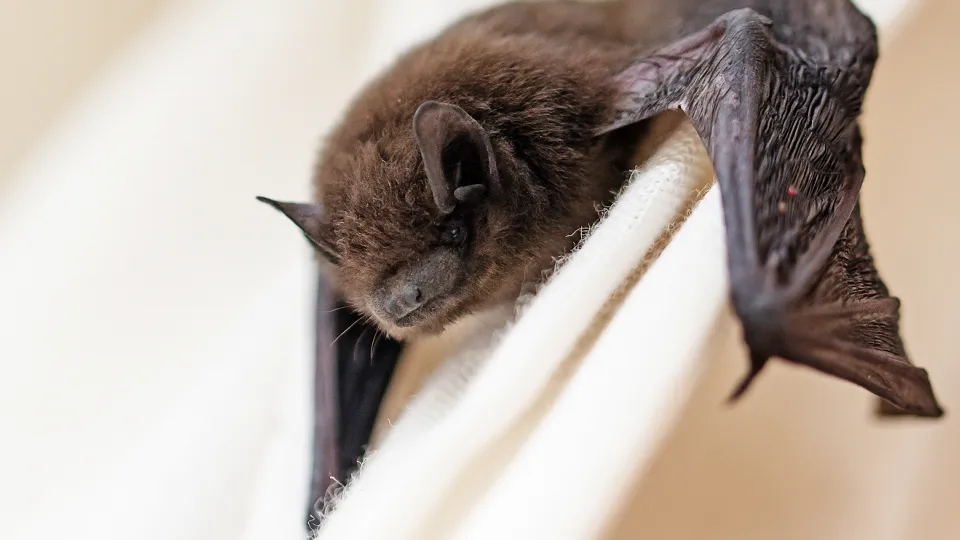 Фото: istockphoto.com/fermate