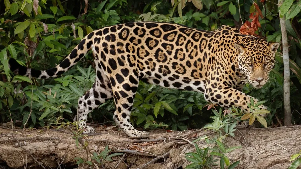 Фото: freepik.com