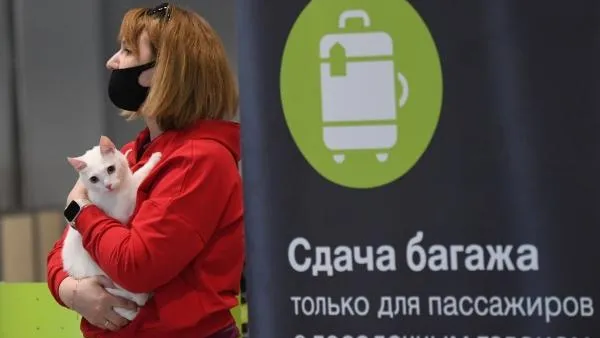 Эксперт Павлова перечислила правила подготовки к перелету с домашним животным