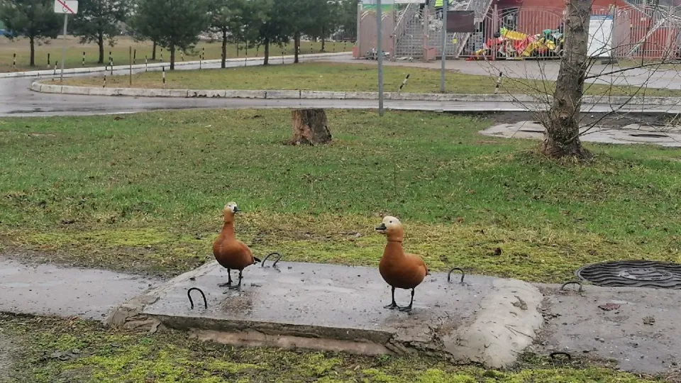 Фото: МедиаБанк Подмосковья/Роман Савельев