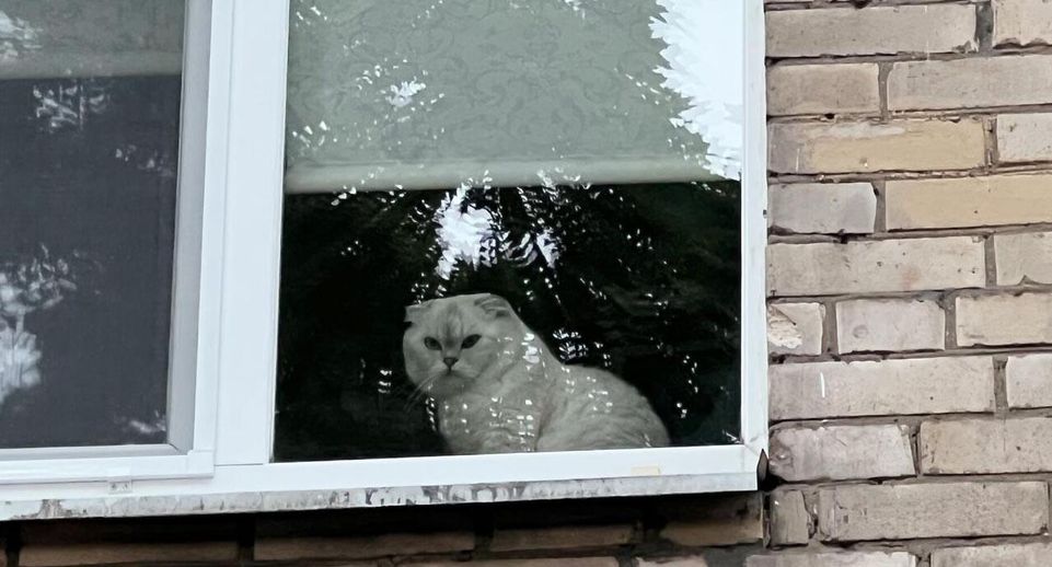В Троицке спасли кота, застрявшего в окне на 12-м этаже