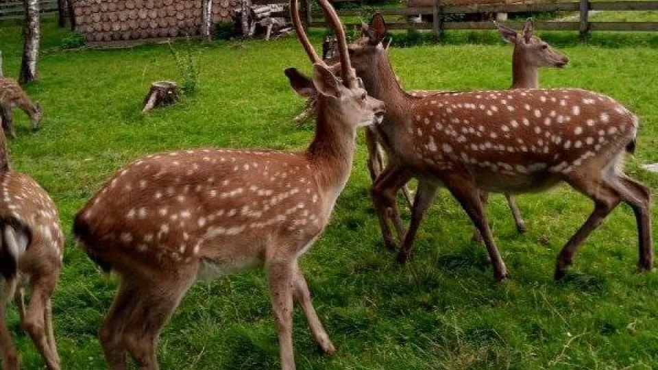 Фото: Министерство сельского хозяйства и продовольствия Московской области