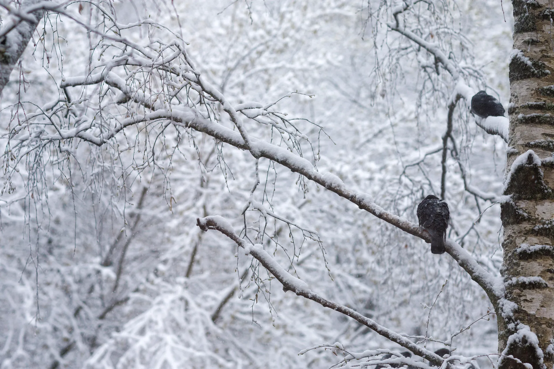 Снежный апокалипсис в Подмосковье