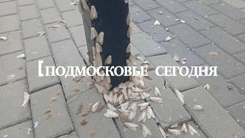 Нашествие бабочек непарного шелкопряда заметили в Московской области