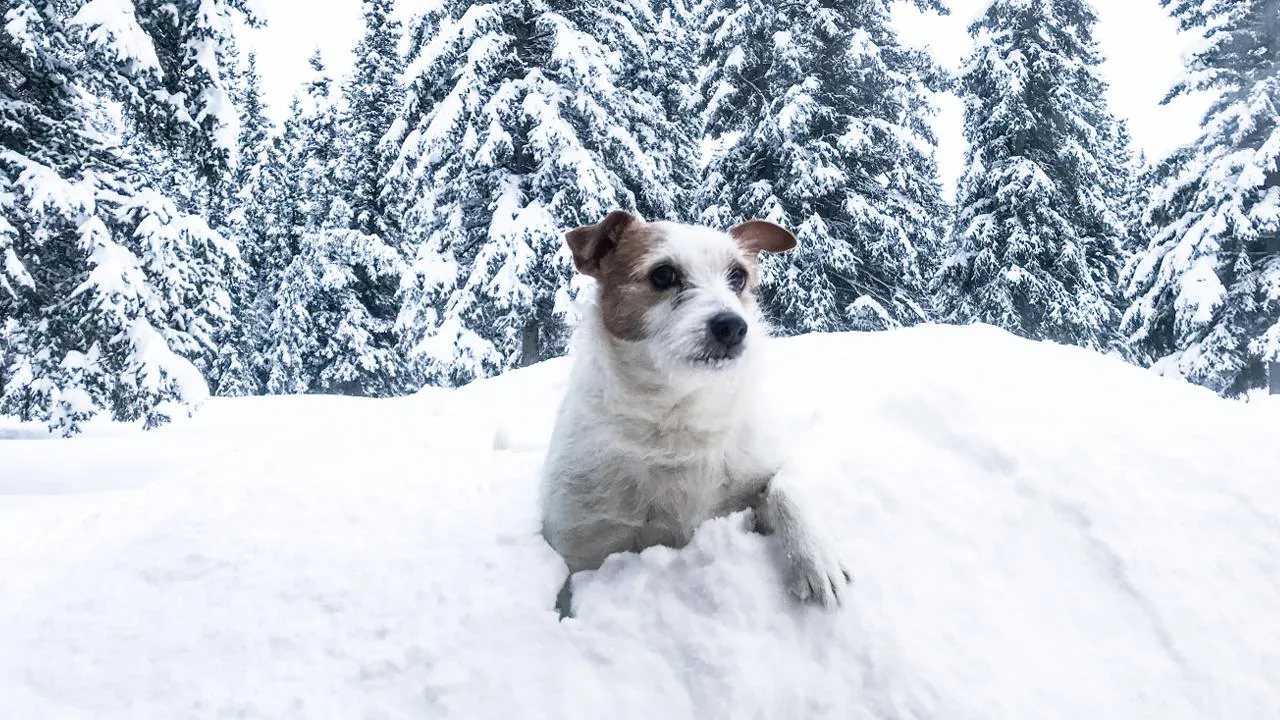 istockphoto.com/cweimer4