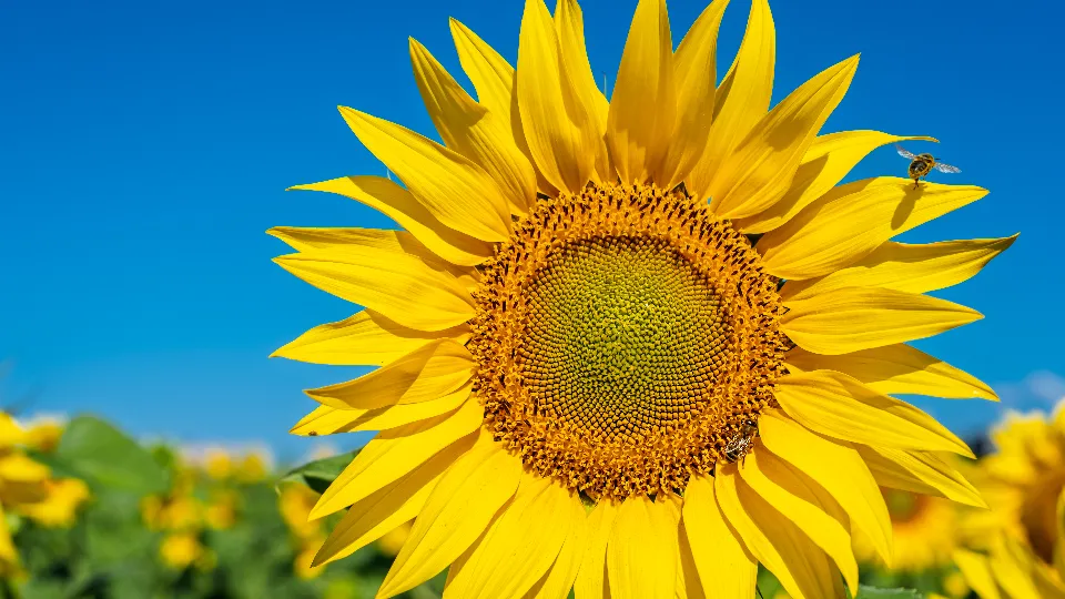 Фото: freepik.com