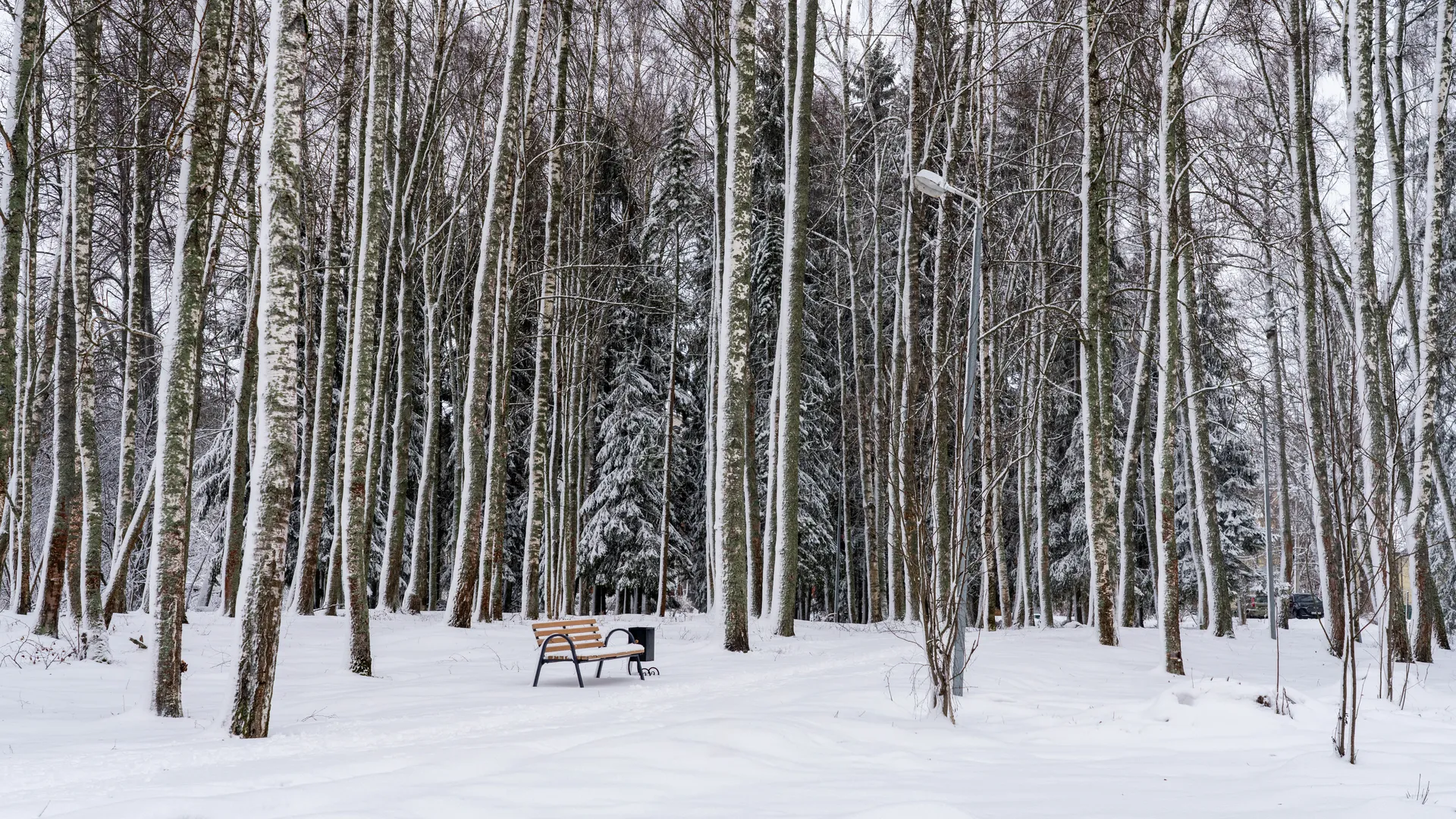 Высоковский городской парк культуры и отдыха «Березовый» в округе Клин зимой