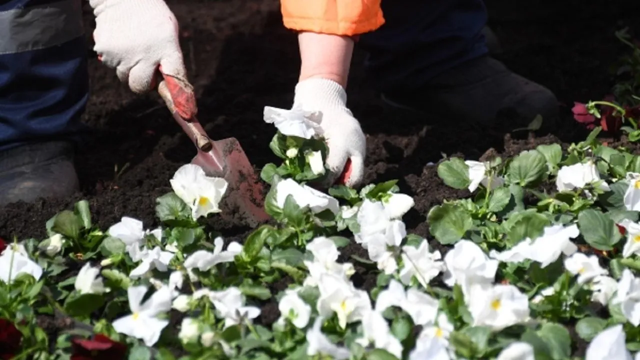 Свыше 270 тысяч цветов высадят в Люберцах к лету