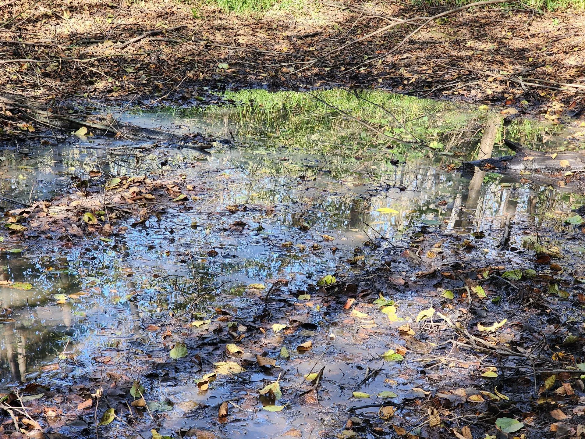 Александр Степушкин