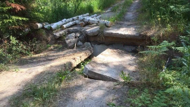 В Орехово-Зуево бобр-трудоголик разрушил дорогу